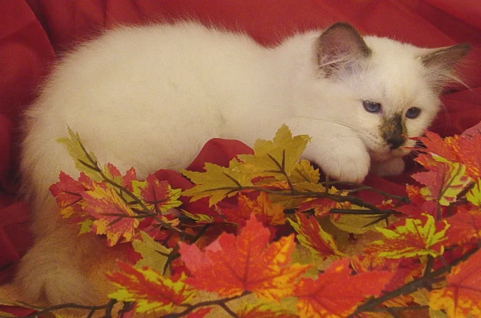 Beebee Herbst