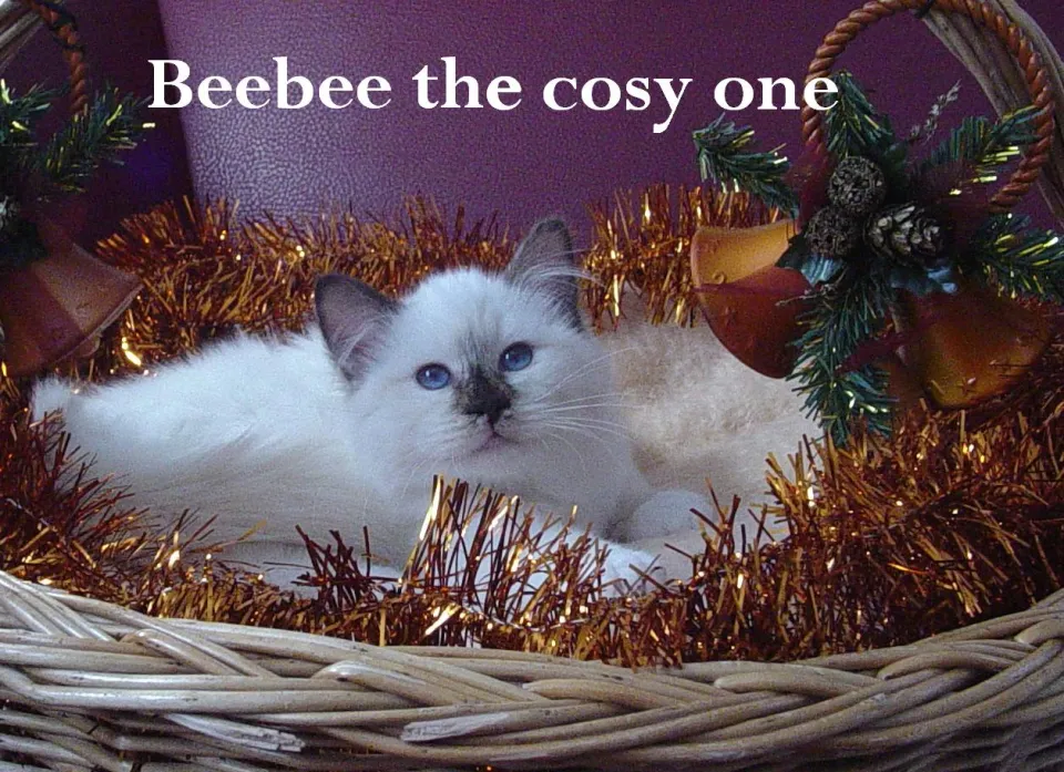 Beebee Weihnachten