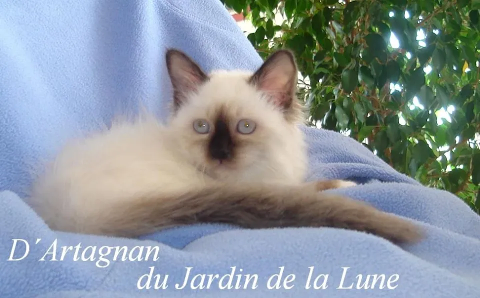 D'Artagnan du Jardin de la Lune