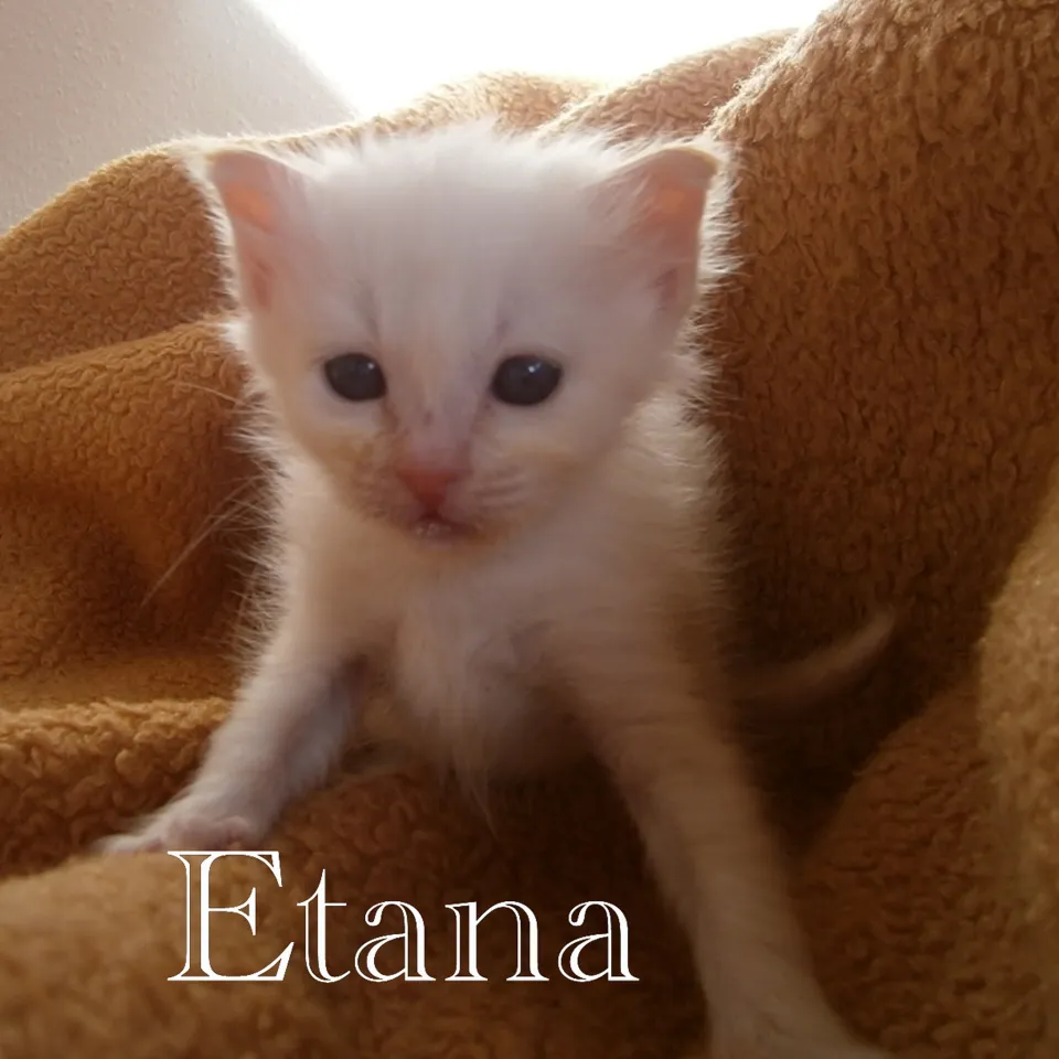 Etana 400 g .
