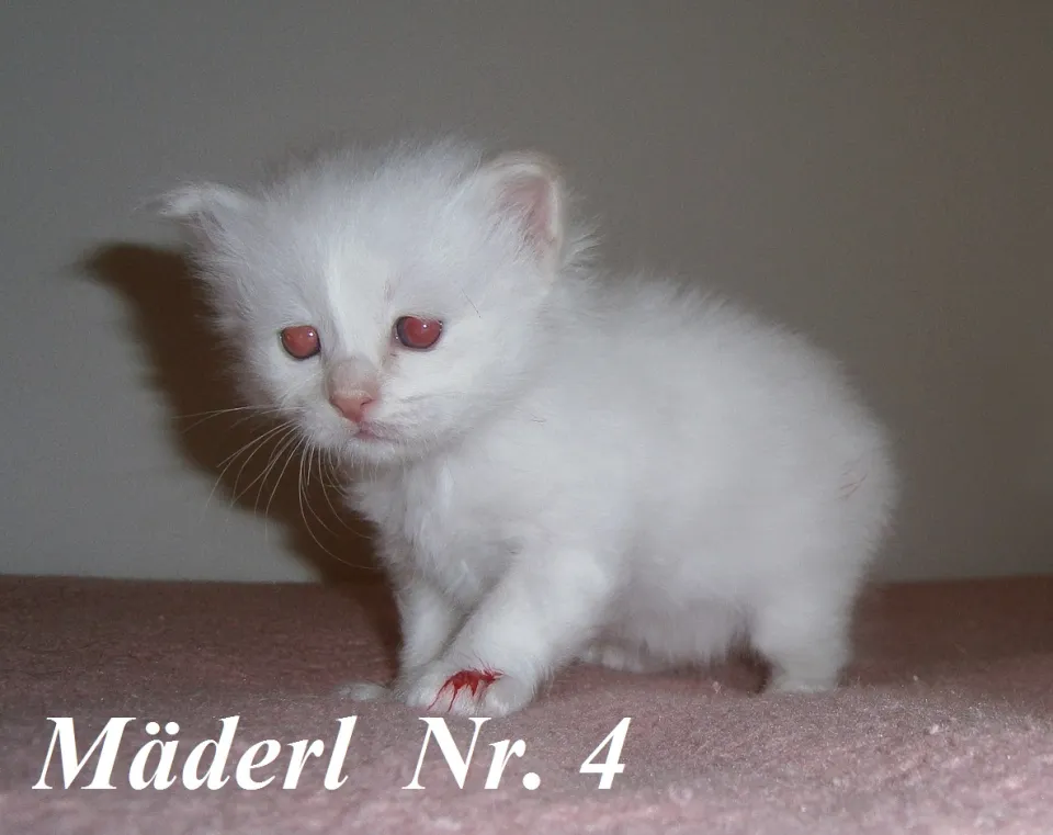 Bild 4 von 5