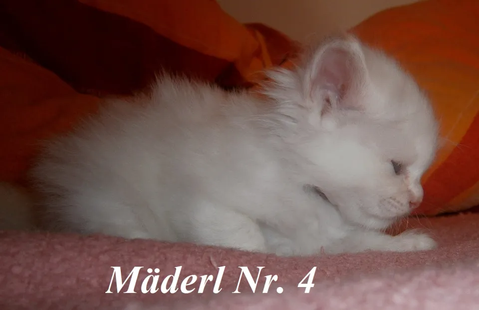 Bild 7 von 9