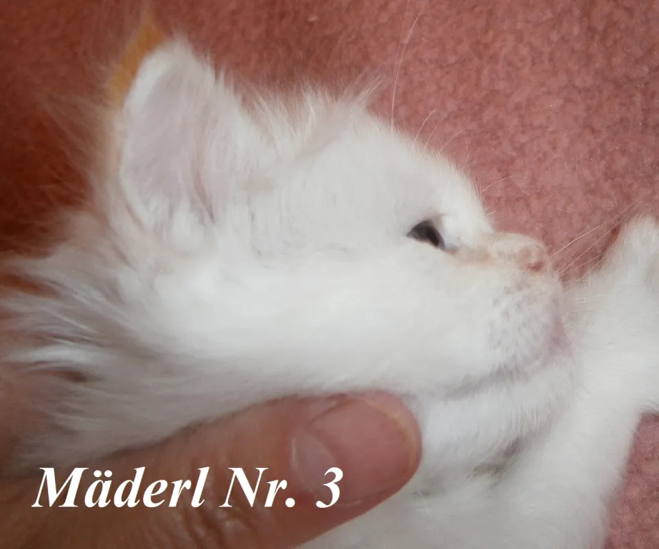 Bild 5 von 9