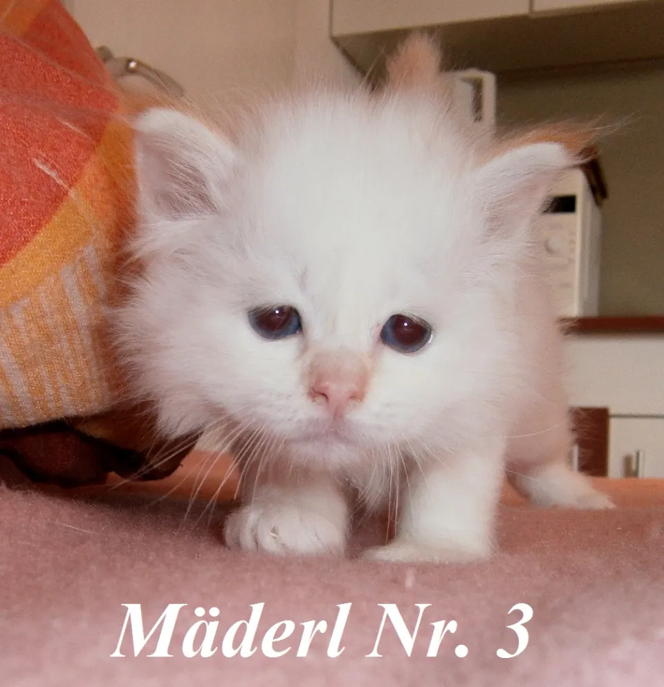 Bild 4 von 9