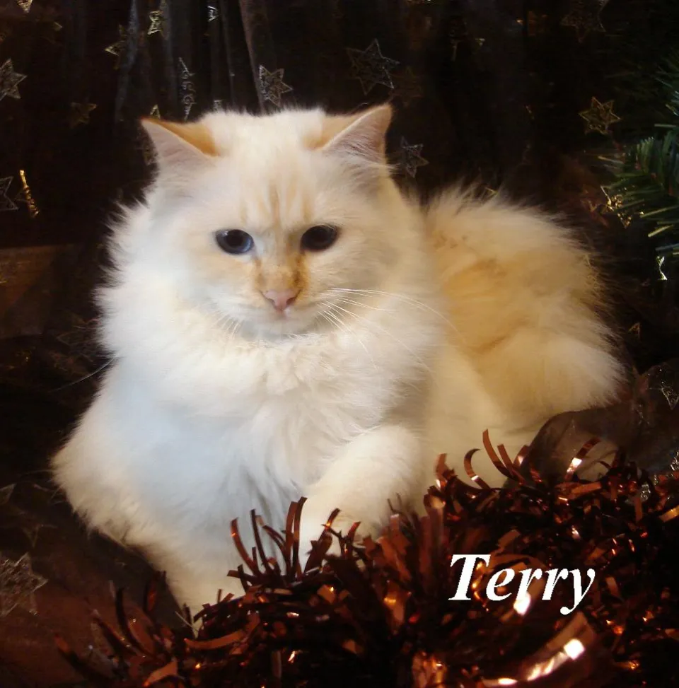 Terry