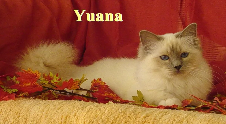 Yuana Herbst 05