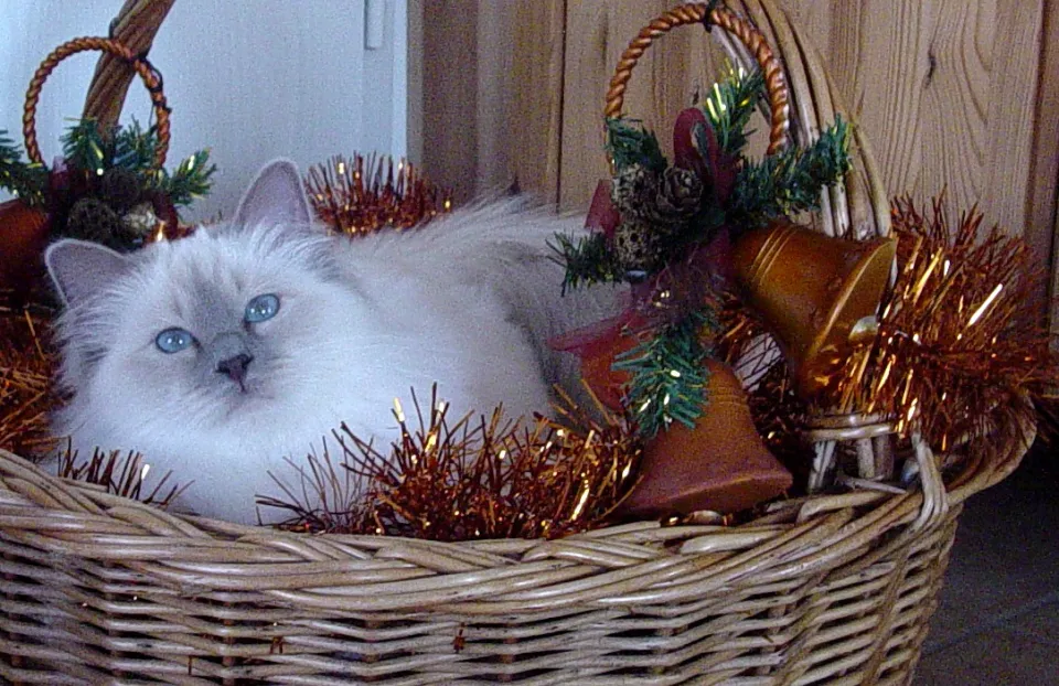 Yuana Weihnachten 05