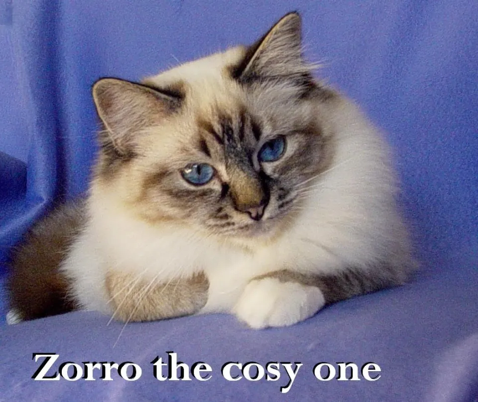 Zorro erwachsen